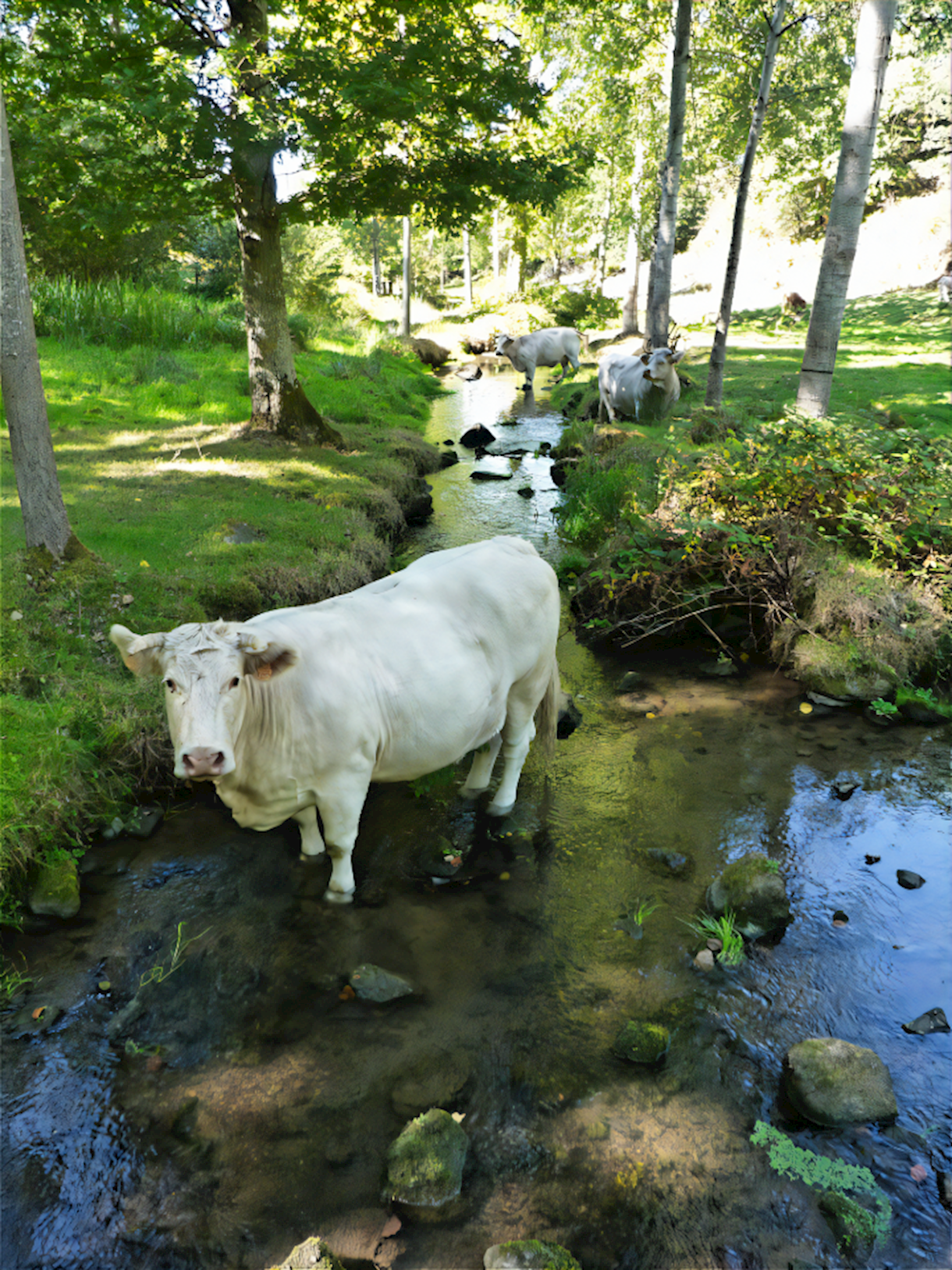 Locals on walk