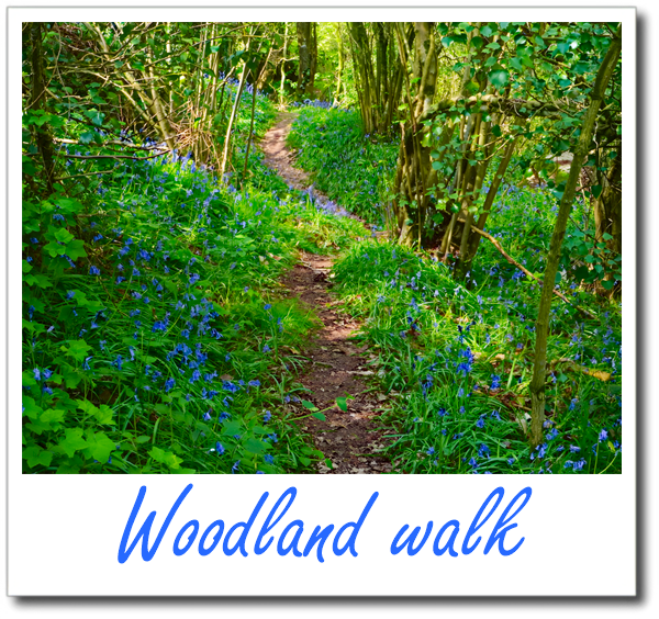 Woodland walk