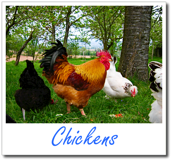 Chickens