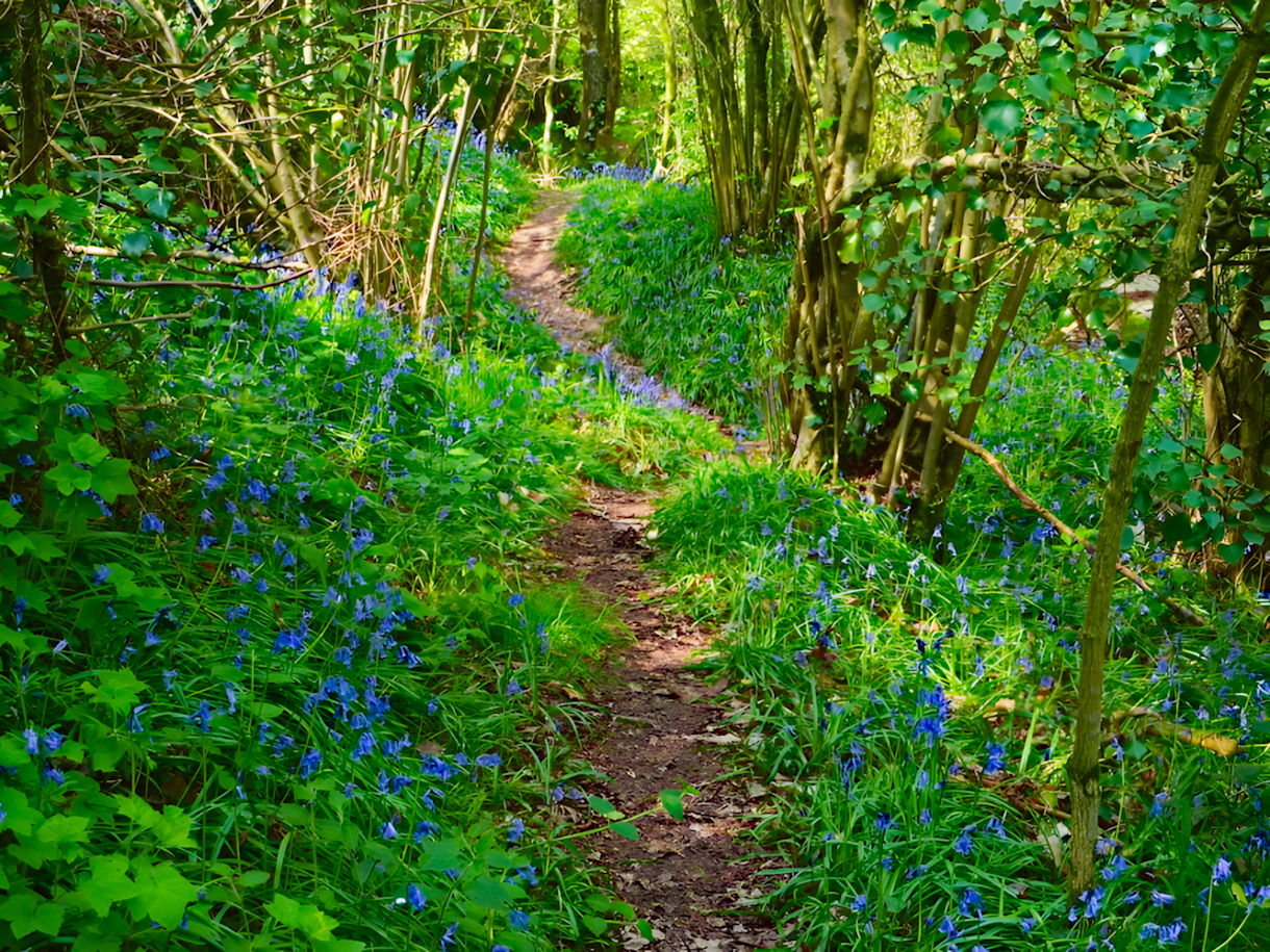 Woodland walk