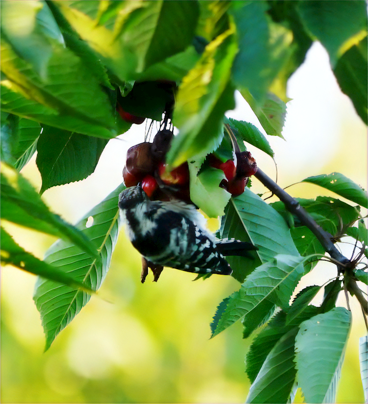 A Rare Lesser Spotted Woodpecker